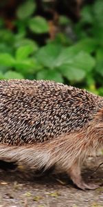 Animals,Stroll,Moss,Thorns,Prickles,Hedgehog