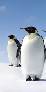 Animals,Stroll,Pinguins,Snow