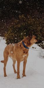 Animals,Stroll,Snowfall,Dog