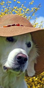 Animals,Summer,Dog,Muzzle,Hat