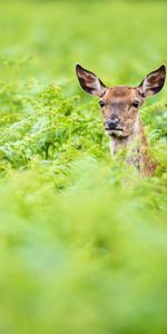 Animals,Summer,Greens,Roe Deer,Deer,Roe