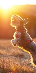 Animals,Sun,Ball,Dog,Bounce,Jump