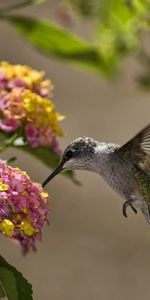 Animals,Sun,Flowers,Humming Birds,Leaves,Bird