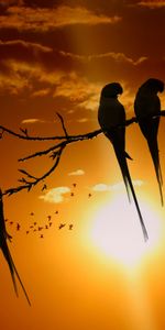 Animals,Sun,Twilight,Branch,Dusk,Sunset,Birds,Parrots