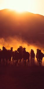 Animals,Sunset,Dark,Dust,Herd,Horses