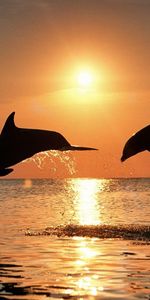 Animales,Puesta Del Sol,Mar,Delfines