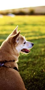 Animals,Sunset,Grass,Sit,Dog,Rest,Language,Tongue,Relaxation