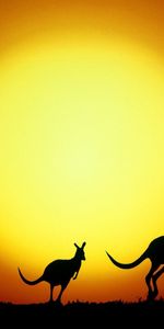 Kangaroo,Animaux,Coucher De Soleil