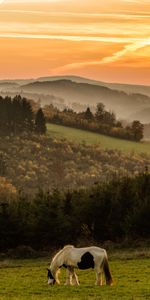 Animals,Sunset,Mountains,Field,Horse