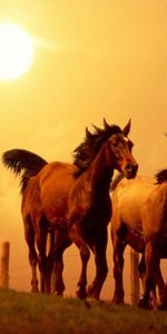 Course,Cours,Animaux,Coucher De Soleil,Chevaux