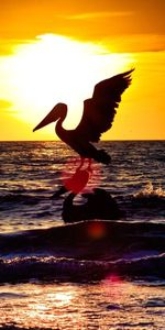 Animals,Sunset,Sea,Silhouette,Bird,Flight,Pelican,Night