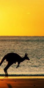 Kangaroo,Animaux,Coucher De Soleil,Silhouette,Mer