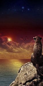 Animals,Sunset,Shore,Bank,Sit,Leopard,Landscape