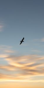 Animals,Sunset,Sky,Bird,Gull,Seagull,Wings