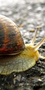 Animals,Surface,Carapace,Background,Snail,Shell