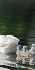 Animals,Swans,Bird,Young,Swim,Cubs,Family,Care,To Swim