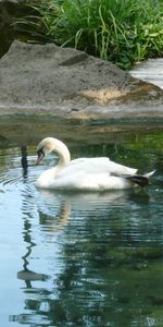 Animales,Cisnes,Birds