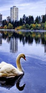 Birds,Cisnes,Animales