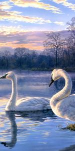 Cisnes,Birds,Animales