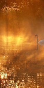 Animales,Cisnes,Birds