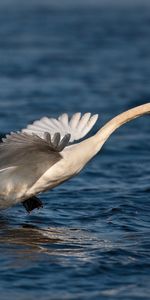 Animales,Cisnes,Birds