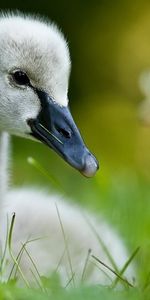 Cygnes,Animaux,Oiseaux