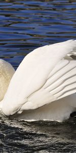 Cygnes,Animaux,Oiseaux