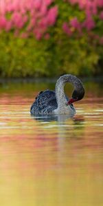 Animaux,Cygnes,Oiseaux