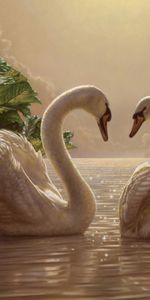 Animals,Swans,Birds