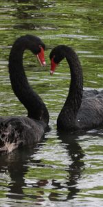 Animals,Swans,Reflection,Pair,Couple,Birds