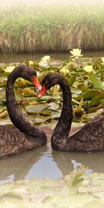 Animals,Swans,Water Lilies,Lake,Pair,Fidelity,Birds,Couple