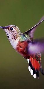 Animals,Sweep,Bird,Wings,Wave,Humming Birds,Background