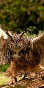 Animals,Sweep,Wings,Wave,Predator,Owl