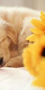 Animals,Sweet,Puppy,Sleep,Bouquet,Dream,Flowers