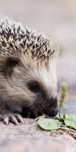 Animals,Sweetheart,Nice,Barbed,Spiny,Hedgehog,Spout