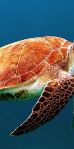 Animals,Swim,Carapace,To Swim,Shell,Turtle,Underwater World