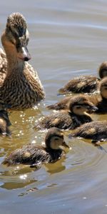 Parcelle,Beaucoup,Famille,Une Famille,Animaux,Canards,Nager