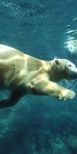 Animals,Swim,Polar Bear,To Swim,Underwater,Under Water