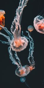 Animals,Swimming,Tentacles,Aquarium,Jellyfish,Underwater World