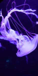 Animals,Swimming,Tentacles,Lilac,Jellyfish,Underwater World