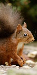 Animals,Tail,Climb,Squirrel,Stones