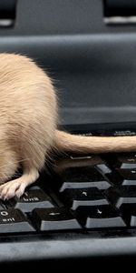 Animals,Tail,Gerbil,Keys,Keyboard