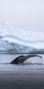 Animals,Tail,Whale,Spray,Ice,Iceberg