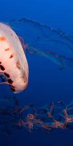 Animals,Tentacles,Jellyfish,Aquarium,Ocean,Underwater World