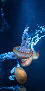 Les Tentacules,Jellyfish,Tentacules,Animaux,Mer,Monde Sous Marin