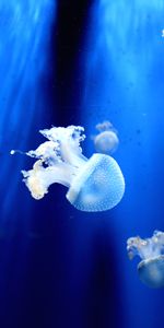 Animals,Tentacles,Small,Jellyfish,Underwater World