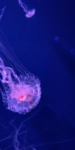 Animals,Tentacles,Submarine,Water,Transparent,Jellyfish,Underwater