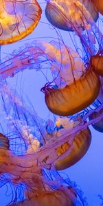 Animals,Tentacles,Water,Jellyfish,Underwater World,Depth