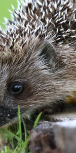 Hérisson,Piquants,Les Épines,Fleur,Animaux