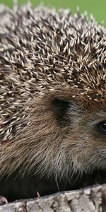 Animals,Thorns,Prickles,Small,Hedgehog